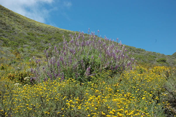 Soberanes Canyon 052.jpg